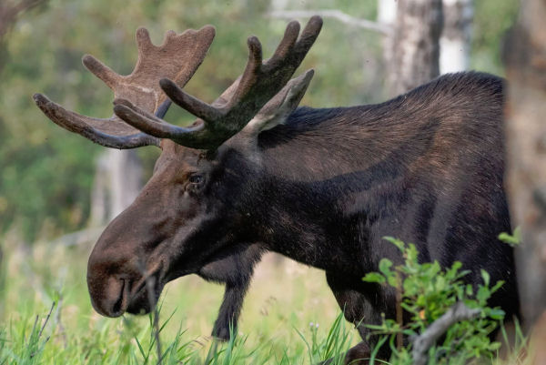 How Long Does A Moose Live?