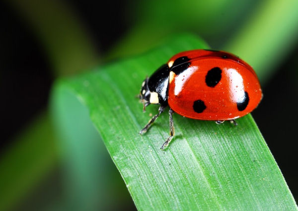 How Long Do Ladybugs Live?