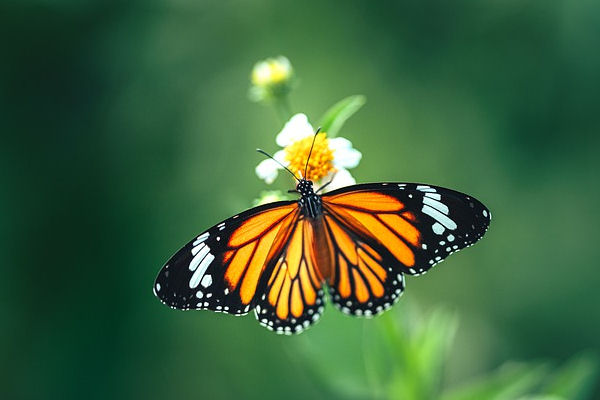 how long do butterflies live