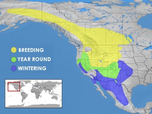 Where Do Bluebirds Live? » Birds & Wild