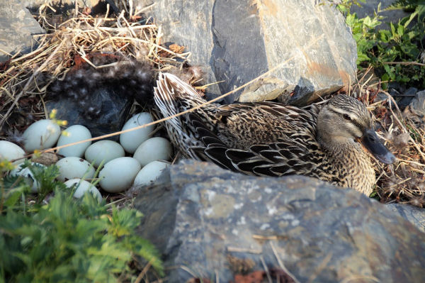 When do ducks start laying eggs?