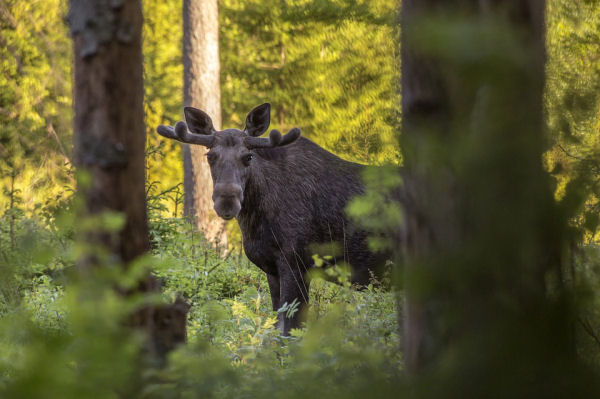 moose natural predators